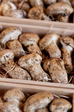 Pazarda satılık taze organik mantarların yakın plan görüntüsü