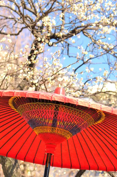 Red Paper Umbrella Blooming Tree Plum Festival Japan — Stock Photo, Image