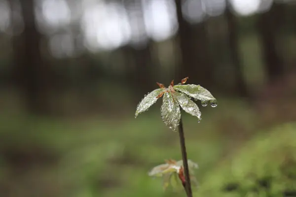 Eine Kleine Pflanze Mit Wassertropfen Darauf — Stockfoto