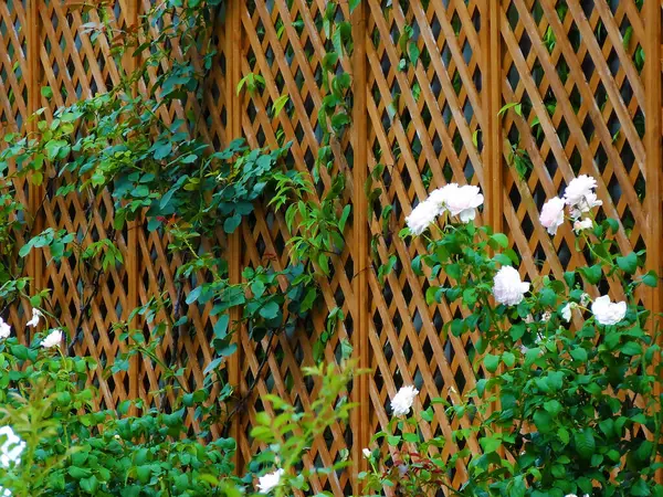 Tahta çitler ve bahçede açan güzel çiçekler.          