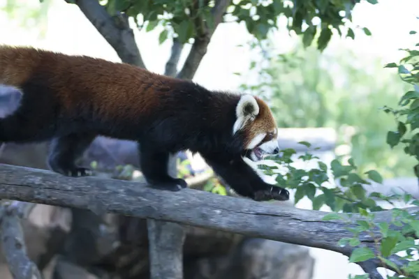 Roter Panda Zoo Auf Naturhintergrund — Stockfoto