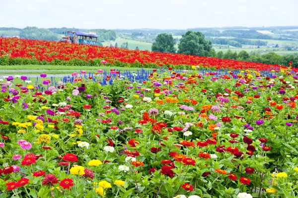 Det Gränslösa Fältet Blommande Färgglada Trädgårdssmörbägare Natur Tapet Bakgrund — Stockfoto