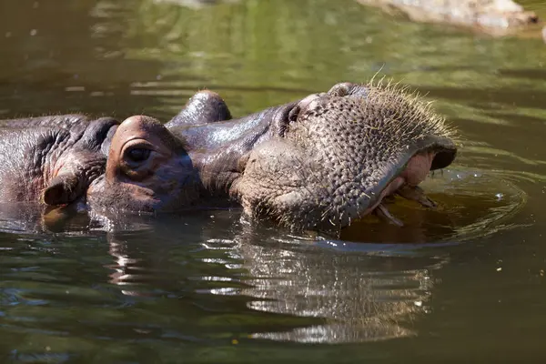 Een Nijlpaard Rustend Het Water Close — Stockfoto