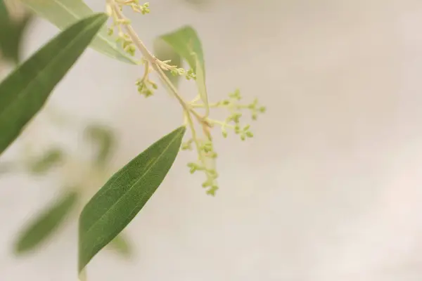緑の葉と小さな花で植えた植物の枝のクローズアップ — ストック写真