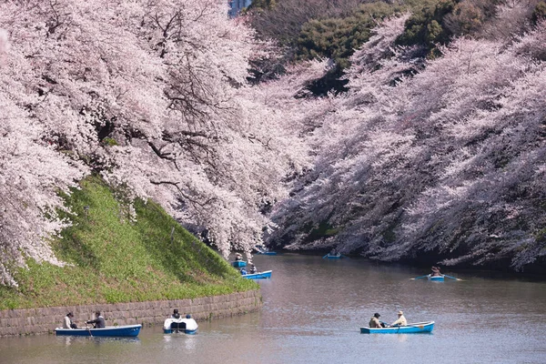 Teknelerdeki Insanlar Çiçek Açan Ağaçlara Bakıyor — Stok fotoğraf