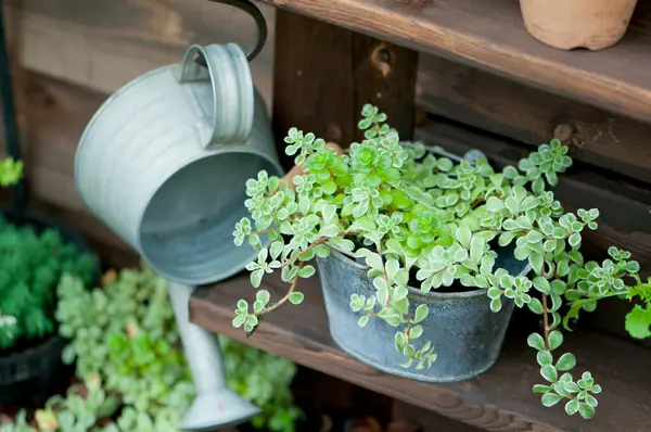 small decorative plants in pots