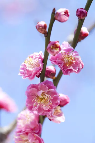 Κοντινή Θέα Των Όμορφων Λουλουδιών Στον Κήπο Άνθη Κερασιάς — Φωτογραφία Αρχείου