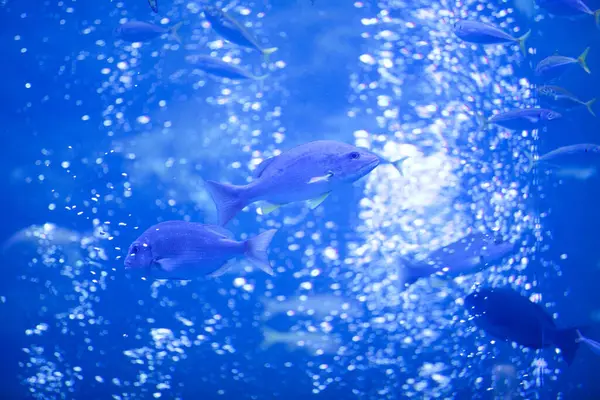 Vista Subaquática Belos Peixes Marinhos Tropicais Aquário — Fotografia de Stock
