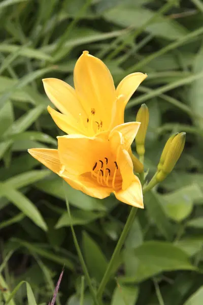 Vista Close Belas Flores Amarelas Jardim — Fotografia de Stock