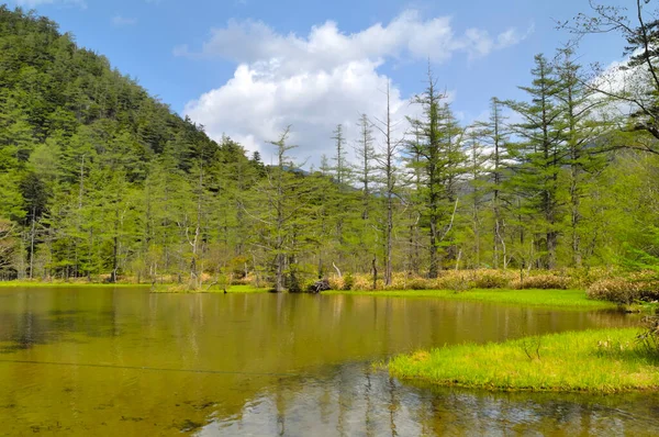 Lago Rodeado Árboles — Foto de Stock