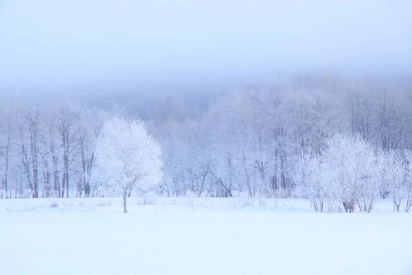 Paisaje Invierno Con Nieve Hermosa Árboles Cubiertos —  Fotos de Stock