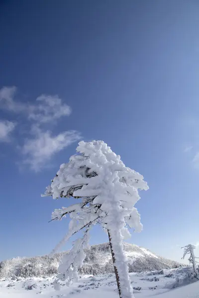 冬の雪に覆われた木 — ストック写真