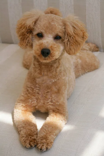 Close Ginger Poodle Dog — Stock Photo, Image