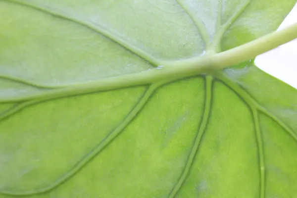 Green Leaves Houseplant Closeup View — Stock Photo, Image