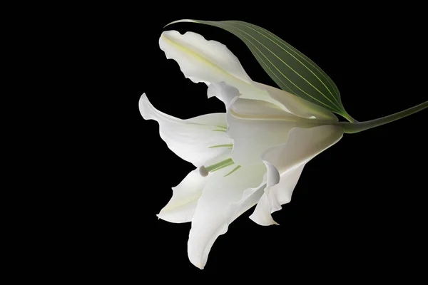 ดอกไม บนพ นหล — ภาพถ่ายสต็อก