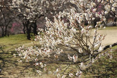 Japonya 'da ilkbaharda kiraz çiçekleri