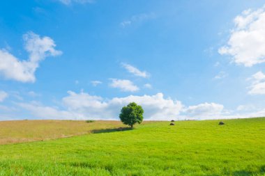 Yalnız bir ağaç ve mavi gökyüzü olan bir arazi. 