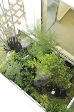 Küçük bir bahçede yetişen güzel yeşil bitkilerin ve yosunların manzarası.