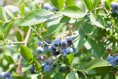 Bahçedeki taze yaban mersinleri dalları üzerinde