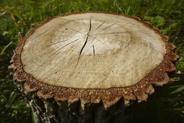 Yıpranmış ağaç kütüğü yeşil çimenler arasında büyüme halkalarını gösteriyor