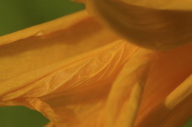 Bahçedeki portakal çiçeğinin makrosu.