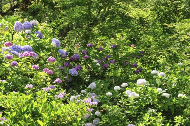Bahçede büyüyen parlak çiçekler.
