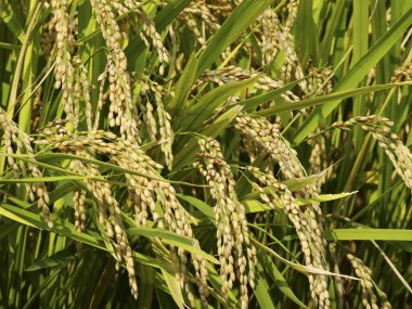 Yeşil bitkilerle dolu pirinç tarlası, yakın plan.