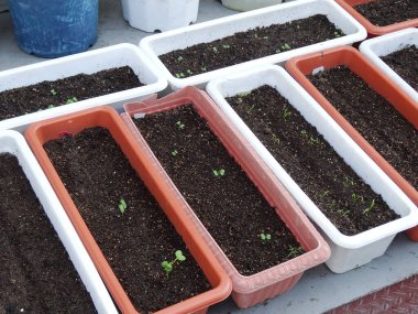 Plastik kaplarda domates fideleri. yakın plan