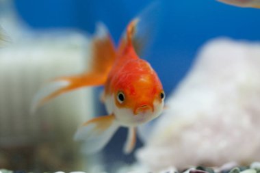 Akvaryumda yüzen güzel tropikal balıkların yakın çekim görüntüsü                