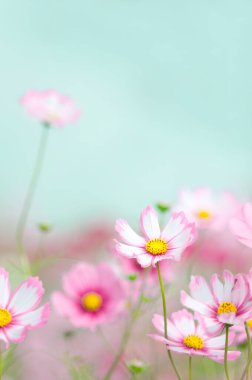 Yazın güzel çiçek tarlaları, yakın plan.               