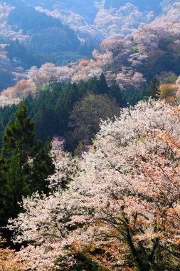 Japonya 'daki yeşil park tepelerinde çiçek açan sakura ağaçlarının manzaralı görüntüleri.