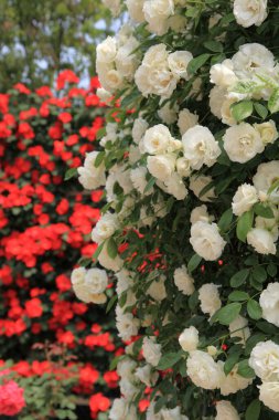 Bahçede açan güzel güller