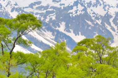 Karla kaplı dağ ve yeşil orman 