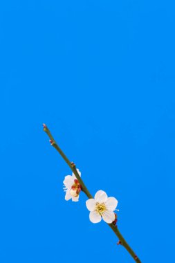 Mavi arka planda güzel çiçekler, ilkbaharda güzel kiraz çiçekleri  