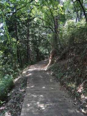 Yeşil dağ ormanında boş yol