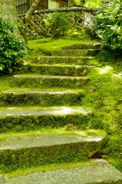 Parktaki merdivenlerde yosun var.