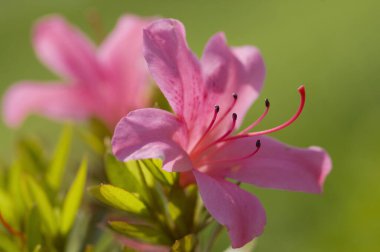 Bulanık arkaplanda güzel bir çiçeğin yakın plan çekimi.