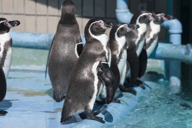 Havuzda oynayan sevimli siyah penguenler..