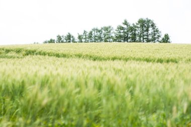 Buğdaylı güzel yeşil tarla