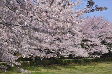 Gündüz kiraz çiçeği, arka plan görünümü 