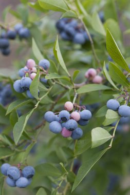 Bahçede yaban mersini çalısı