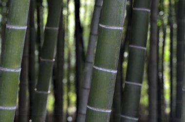 Bambu grove kadar kapatın