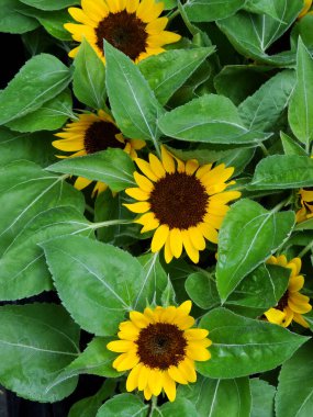 Güzel çiçekler, yakın görüş, doğa konsepti.