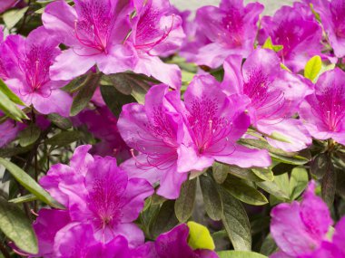 Bahçede güzel çiçekler yakın