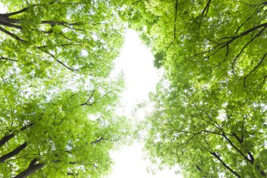 Sabah yeşil orman ağaçları