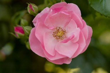 Çiçek açan güzel bir gül ağacının yakın plan çekimi.