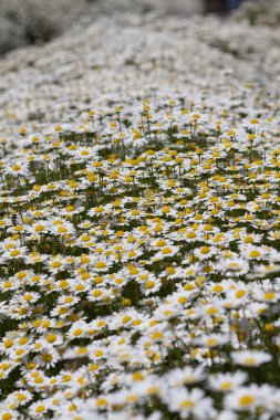 Güzel çiçekler, yakın görüş, doğa konsepti.