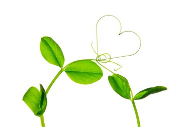 Beyaz arkaplanda kalp sembolü olan yeşil yapraklar