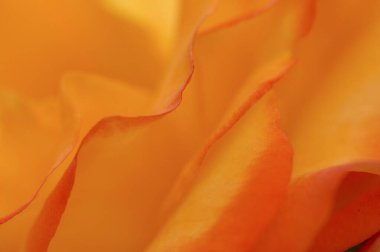 turuncu gül yaprakları makro fotoğrafçılık