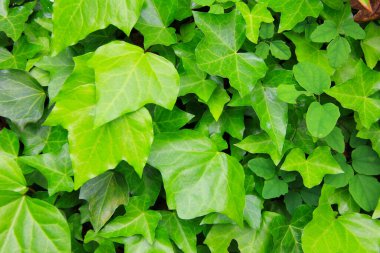 Yeşil yaprak dokusu arka plan. Doğa şekli.